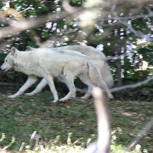Gray Wolves with White Coats