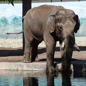 Indy, Male Elephant