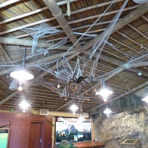 Rainforest Falls Lobby