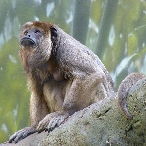 Should I be mature or pounce on the kids?