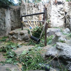 Vegetation in the Gorilla Exhibit?