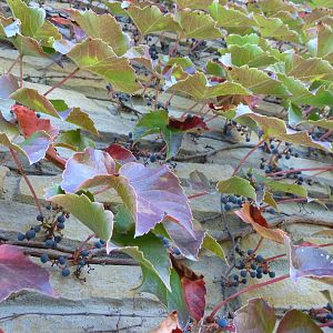 Ivy on Tiger Exhibit