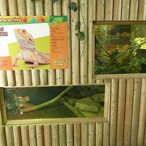 New enclosure for Bearded Dragons and Pancake Tortoises