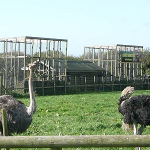Ostrich with Fossa enclosures behind . 7th October 2010