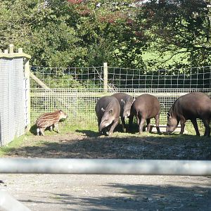 Tapir family . 7th October 2010