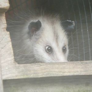 Virginian Opossum . 7th October 2010