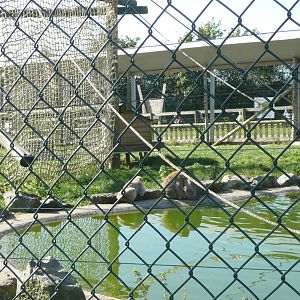 Barbary Macaque enclosure . 7th October 2010