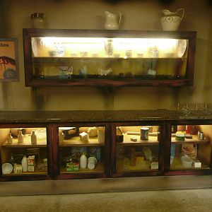 Mouse Cockroach exhibits . 7th October 2010