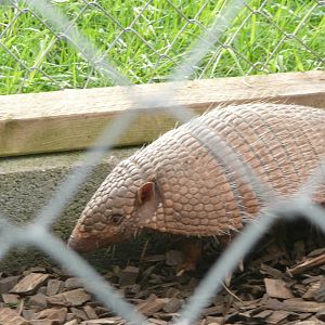 Six-banded Armadillo . 7th October 2010