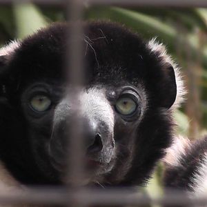 Sifaka - Cotswold Wildlife Park