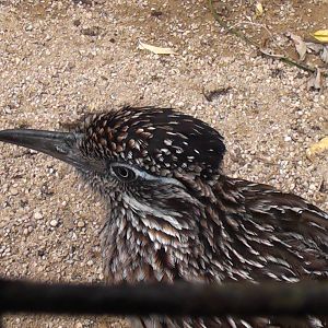 Roadrunner - Cotswold Wildlife Park