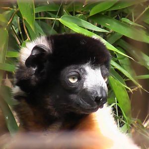 Sifaka - Cotswold Wildlife Park
