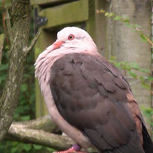 Pink Pigeon - Cotswold Wildlife Park
