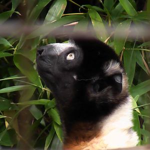 Sifaka - Cotswold Wildlife Park