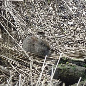 Young Volcano Rabbit Chapultepec Zoo