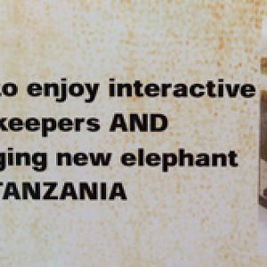 elephant plans 1 of 5