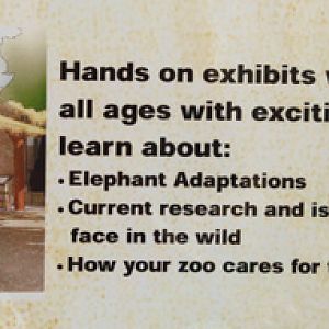 elephant plans 2 of 5