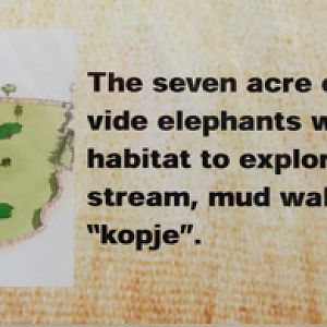 elephant plans 4 of 5