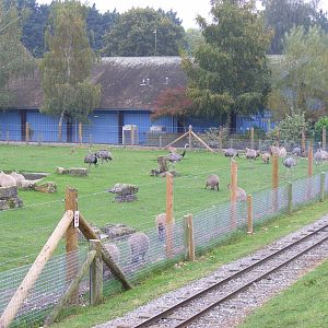 Capybaras and greater rheas at Marwell Wildlife, 9 October 2010