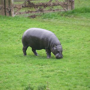 Wendy the pygmy hippo at Marwell Wildlife, 9 October 2010