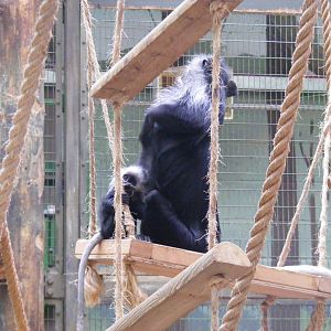 Colobus monkeys at Marwell Wildlife, 9 October 2010