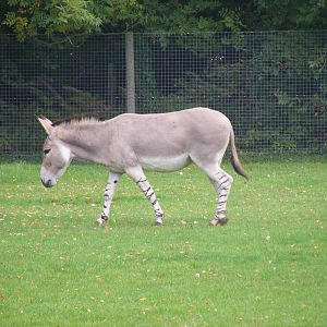 Somali wild ass at Marwell Wildlife, 9 October 2010