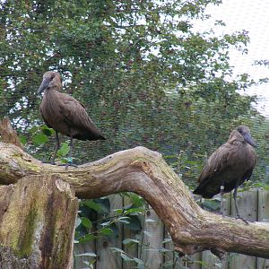 Hammerkops at Marwell Wildlife, 9 October 2010