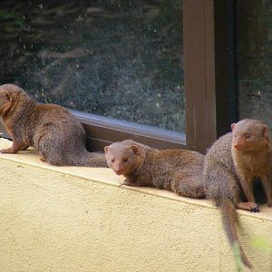 Dwarf mongooses at Marwell Wildlife, 9 October 2010