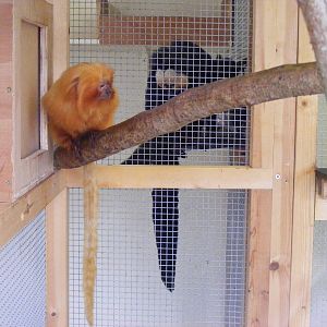 Golden lion tamarin with white-faced saki monkey behind at Marwell Wildlife