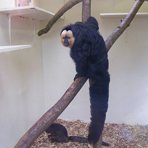 White-faced saki monkeys at Marwell Wildlife, 9 October 2010