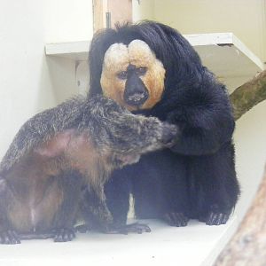 White-faced saki monkeys at Marwell Wildlife, 9 October 2010