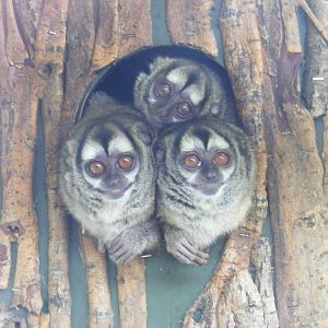 Douroucoulis at Marwell Wildlife, 9 October 2010