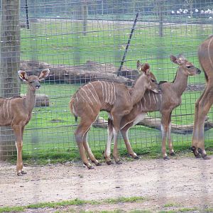 Greater kudu calves at Marwell Wildlife, 9 October 2010