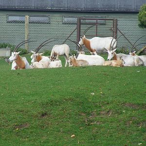 Scimitar-horned oryxes at Marwell Wildlife, 9 October 2010