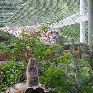 Meerkat looking at Yasmin the snow leopard at Marwell Wildlife, 9 October 2