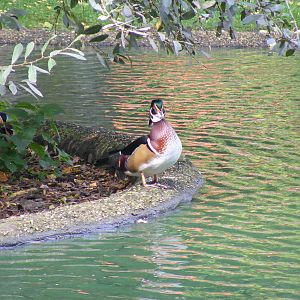 North American wood duck at Marwell Wildlife, 9 October 2010
