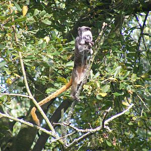 Emperor tamarin at Marwell Wildlife, 9 October 2010