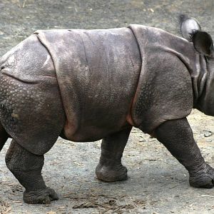 Young Indian rhinoceros; Whipsnade; 9th October 2010