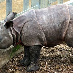 Young Indian rhinoceros; Whipsnade; 9th October 2010