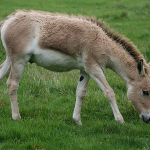 Young onager; Whipsnade; 9th October 2010