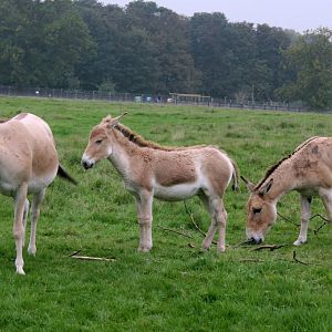 Onager trio; Whipsnade; 9th October 2010