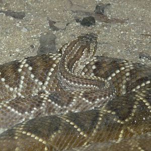 tropical rattlesnake riozoo