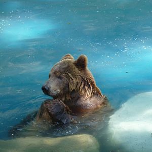 european brown bear riozoo