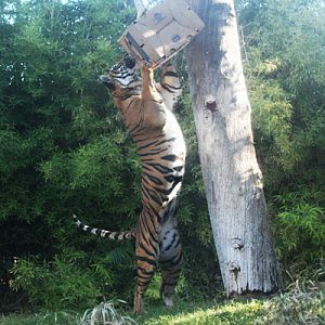 tiger enrichment