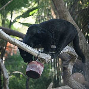 jaguar with bloodsicle