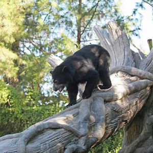 spectacled bear on log