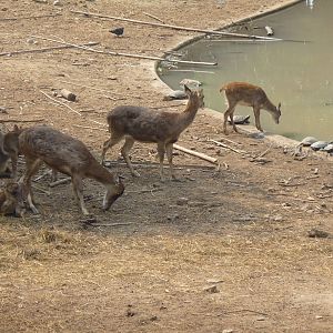 european red deer riozoo