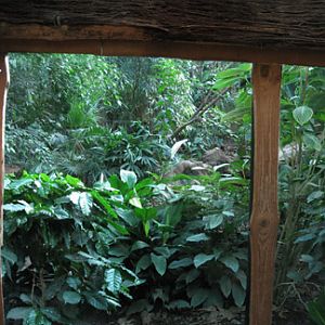 incredibly lush jaguar exhibit
