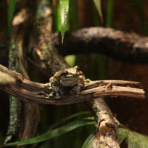 mission golden eyed tree frog