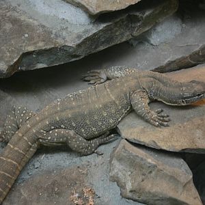 Ti Point Reptile Park